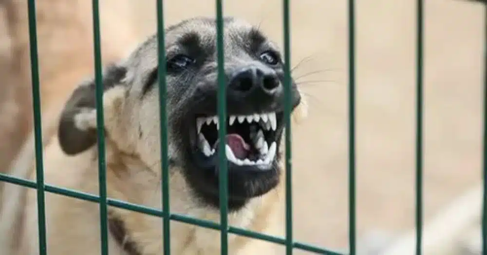 از کجا بفهمیم سگ هاری دارد