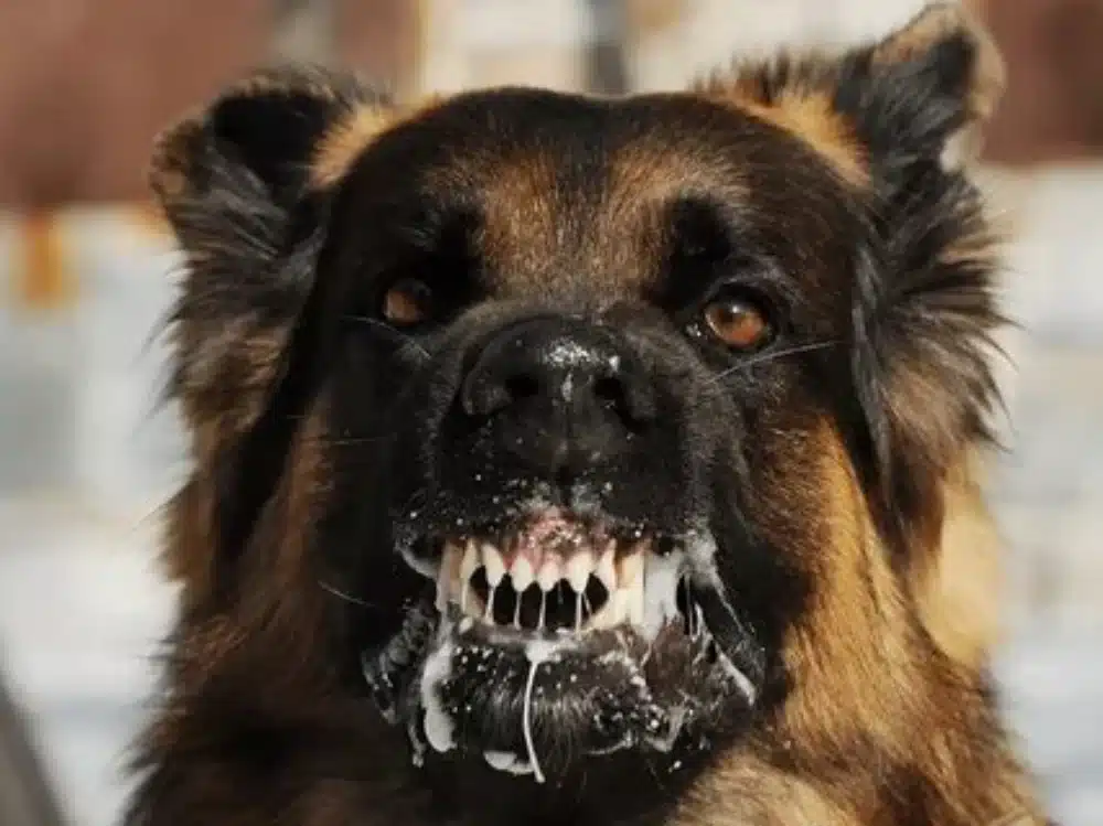 چگونه بفهمیم سگ هاری دارد