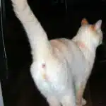 کیسه مقعدی گربه + درمان خانگی کیسه مقعدی گربه