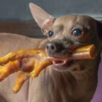 خواص پای مرغ برای سگ