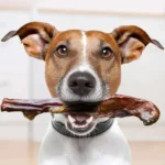 بهترین تشویقی سگ