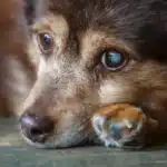 آب مروارید در سگ ها + علل و عوامل آب مروارید سگ