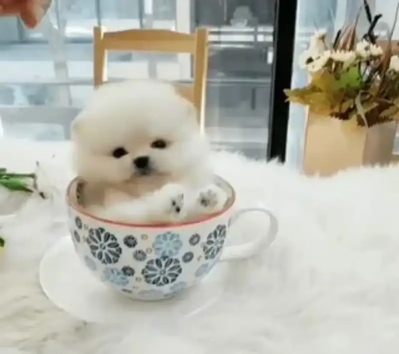 غذای سگ فنجونی + بهترین غذاها برای سگ فنجونی