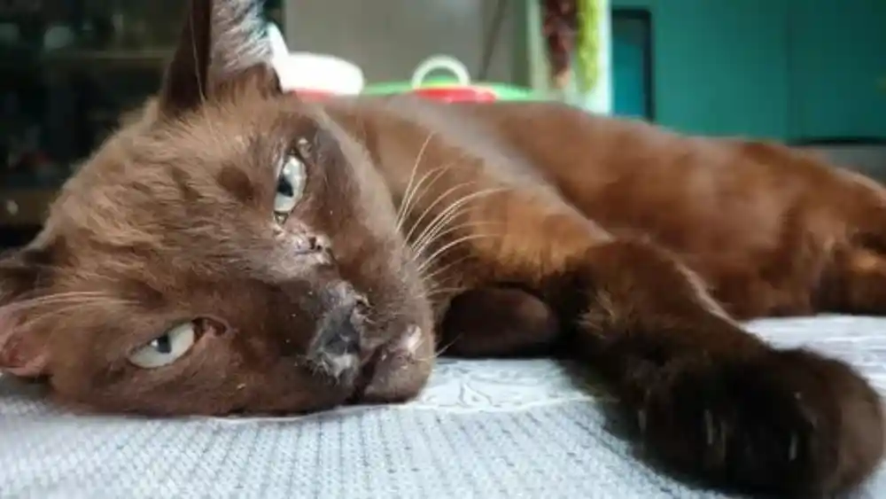 کلسی ویروس گربه؛ از علائم خطرناک تا جدیدترین روش‌های درمان (۲۰۲۶)