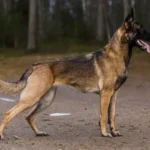 غذای سگ مالینویز + پیشگیری از نفخ تا تقویت عضلات مالینویز