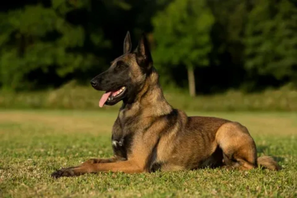 برای قاتل خاموش سگ مالینویز چه کنیم