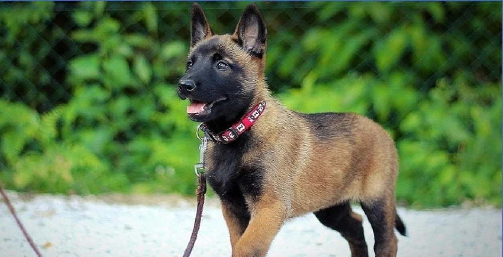 توله سگ مالینویز