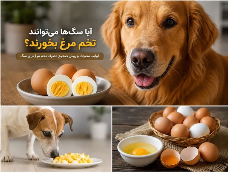 تخم مرغ برای سگ