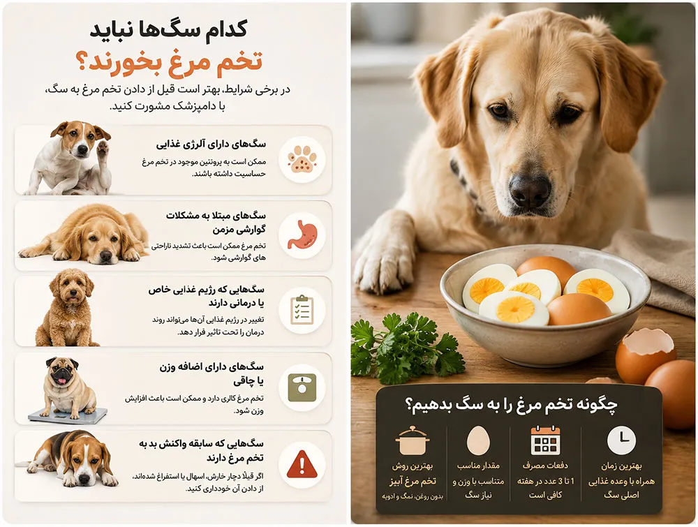 بایدها و نبایدهای تخم مرغ برای سگ