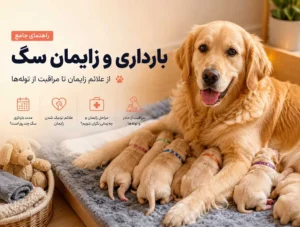 زایمان سگ