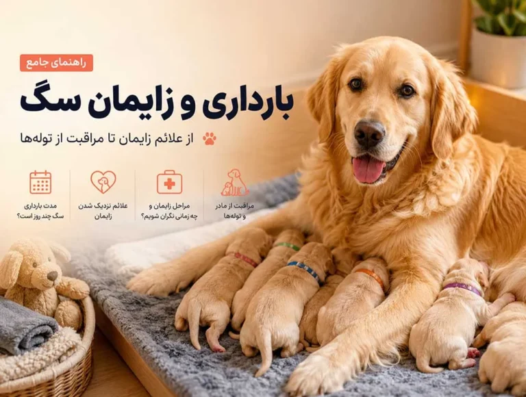 زایمان سگ