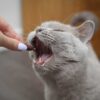 یورینو وت (UrinoVet)