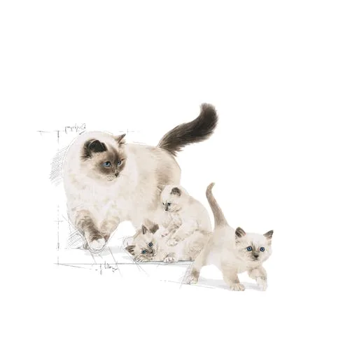 غذای خشک گربه رویال کنین مدل Mother & Babycat وزن 4 کیلوگرم