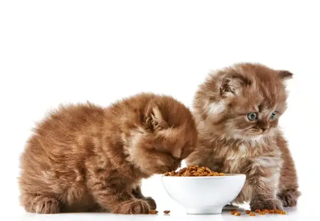 غذای بچه گربه