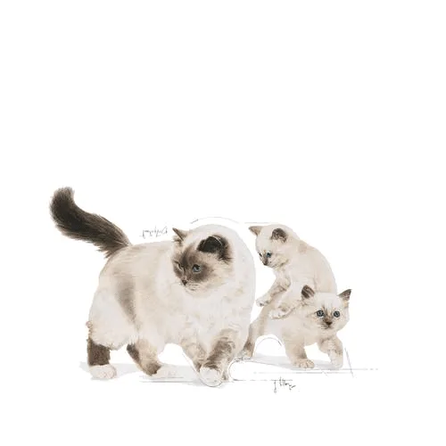 کنسرو گربه رویال کنین مدل Mother and Babycat وزن 195 گرم