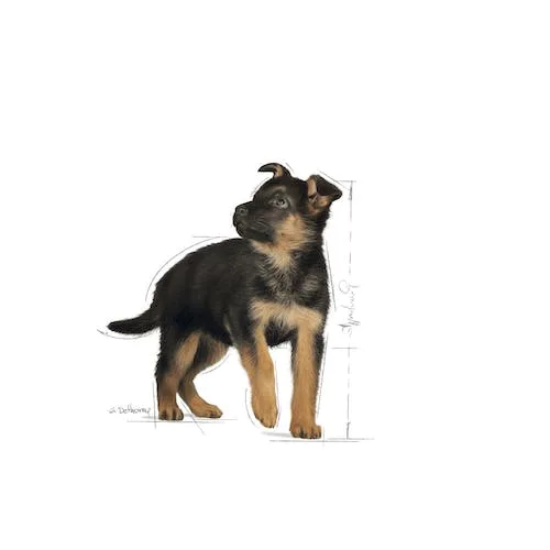 غذای خشک توله سگ رویال کنین مدل Maxi Puppy بسته 4 کیلوگرمی
