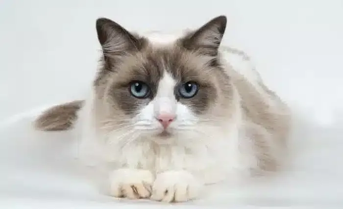 همه چیز درباره گربه رگدال