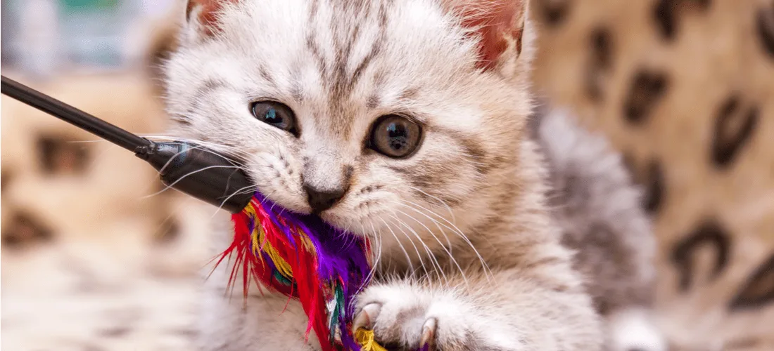 دندان درآوردن بچه گربه🐱