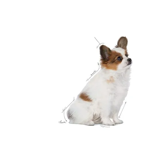 غذای سگ رویال کنین ایکس اسمال پاپی (X-Small Puppy) وزن 1.5 کیلوگرمی - تصویر 6